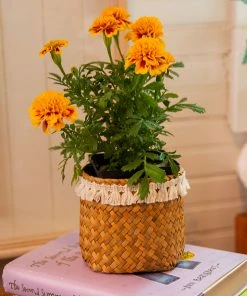 Natural Life Back To Campus Set Of 3 Small Woven Baskets 9 Natural Life Back To Campus Set Of 3 Small Woven Baskets