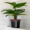 Natural Life Back In Stock Small Potted Faux Plant